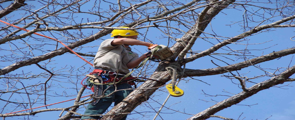 All Tree Trimming Companies Aren't Created Equal